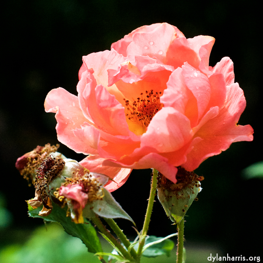 Image 'flower (xxiv) 5'.