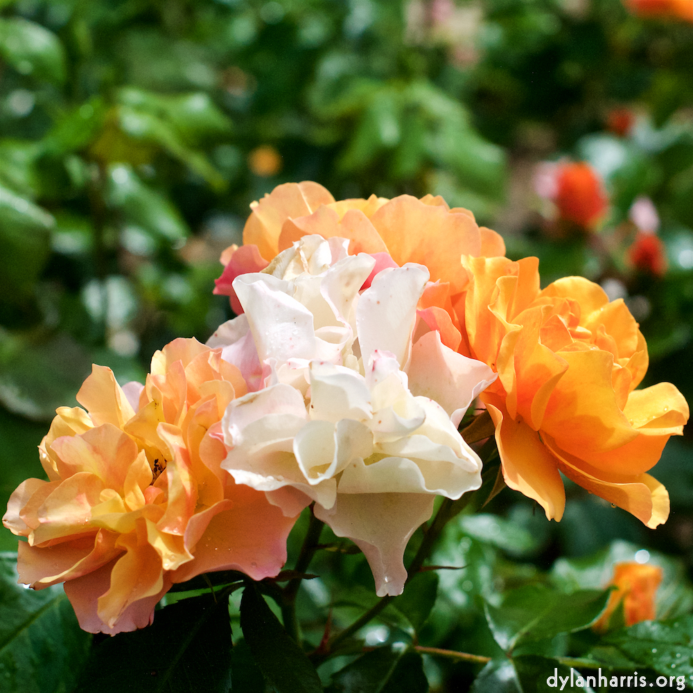 Image 'flower (xxiv) 6'.