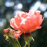 First image from the photoset 'flower (xxiv)'.