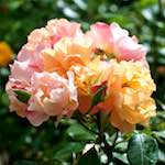 Second image from the photoset 'flower (xxiv)'.