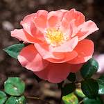 Third image from the photoset 'flower (xxiv)'.