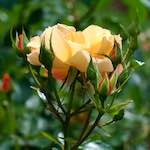 Fourth image from the photoset 'flower (xxiv)'.