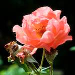 Fifth image from the photoset 'flower (xxiv)'.