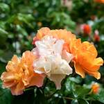 Sixth image from the photoset 'flower (xxiv)'.