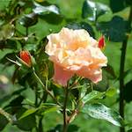 Seventh image from the photoset 'flower (xxiv)'.