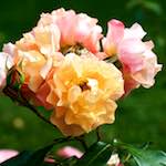 Eighth image from the photoset 'flower (xxiv)'.