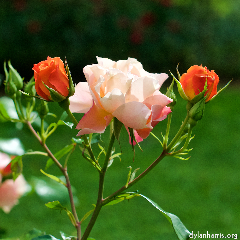 Image 'flower (xxv) 1'.