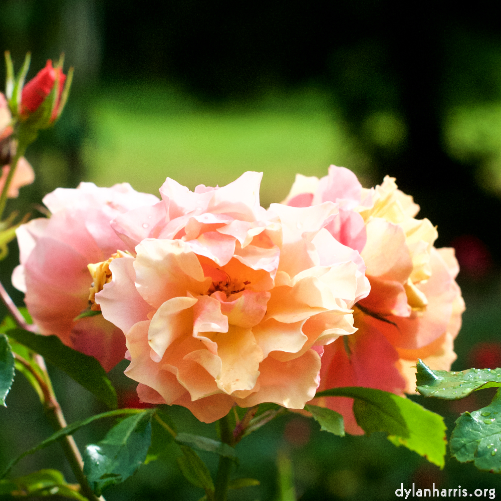 Image 'flower (xxv) 3'.