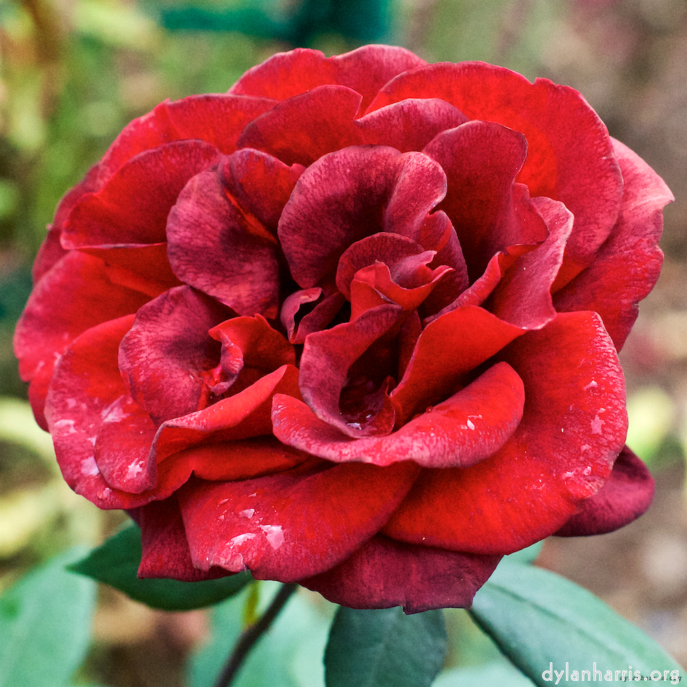 Image: Image 'escher blummen (xxv) 5'.