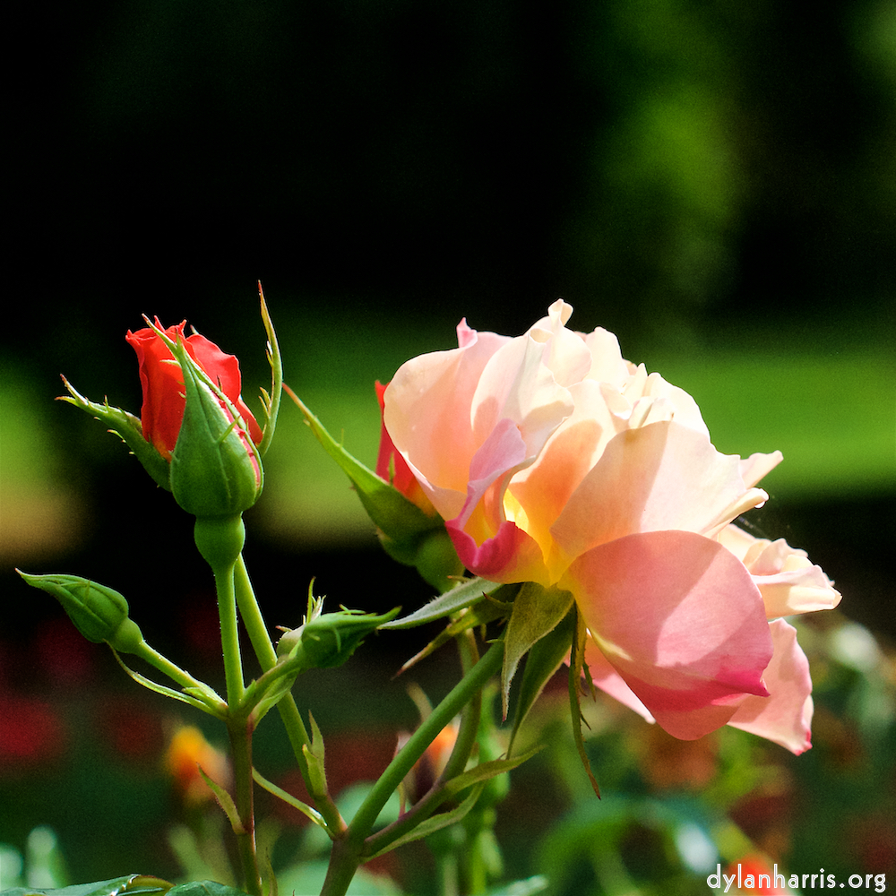 Image: Image 'escher blummen (xxv) 6'.