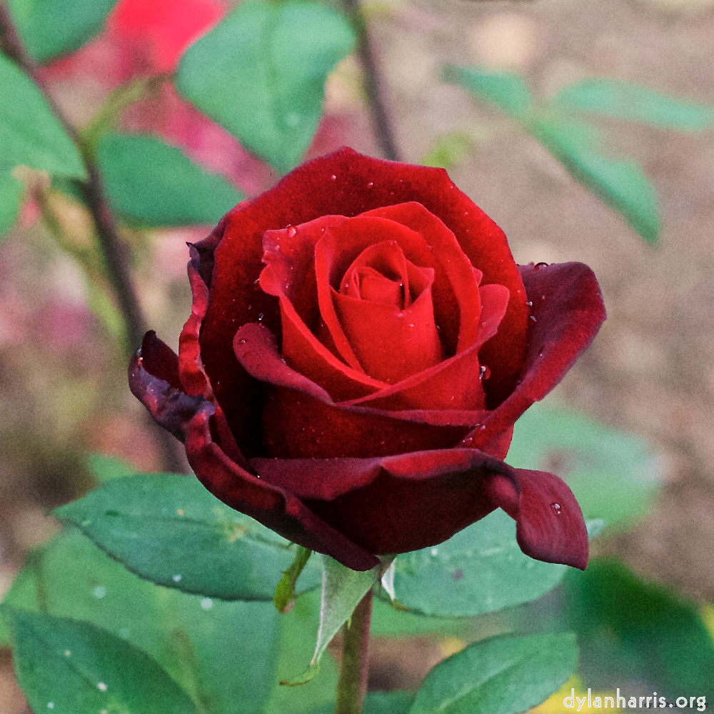 Image 'flower (xxv) 7'.