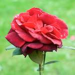 Second image from the photoset 'flower (xxv)'.