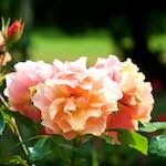 Third image from the photoset 'flower (xxv)'.