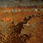 First image from the photoset 'gouda (v)'.