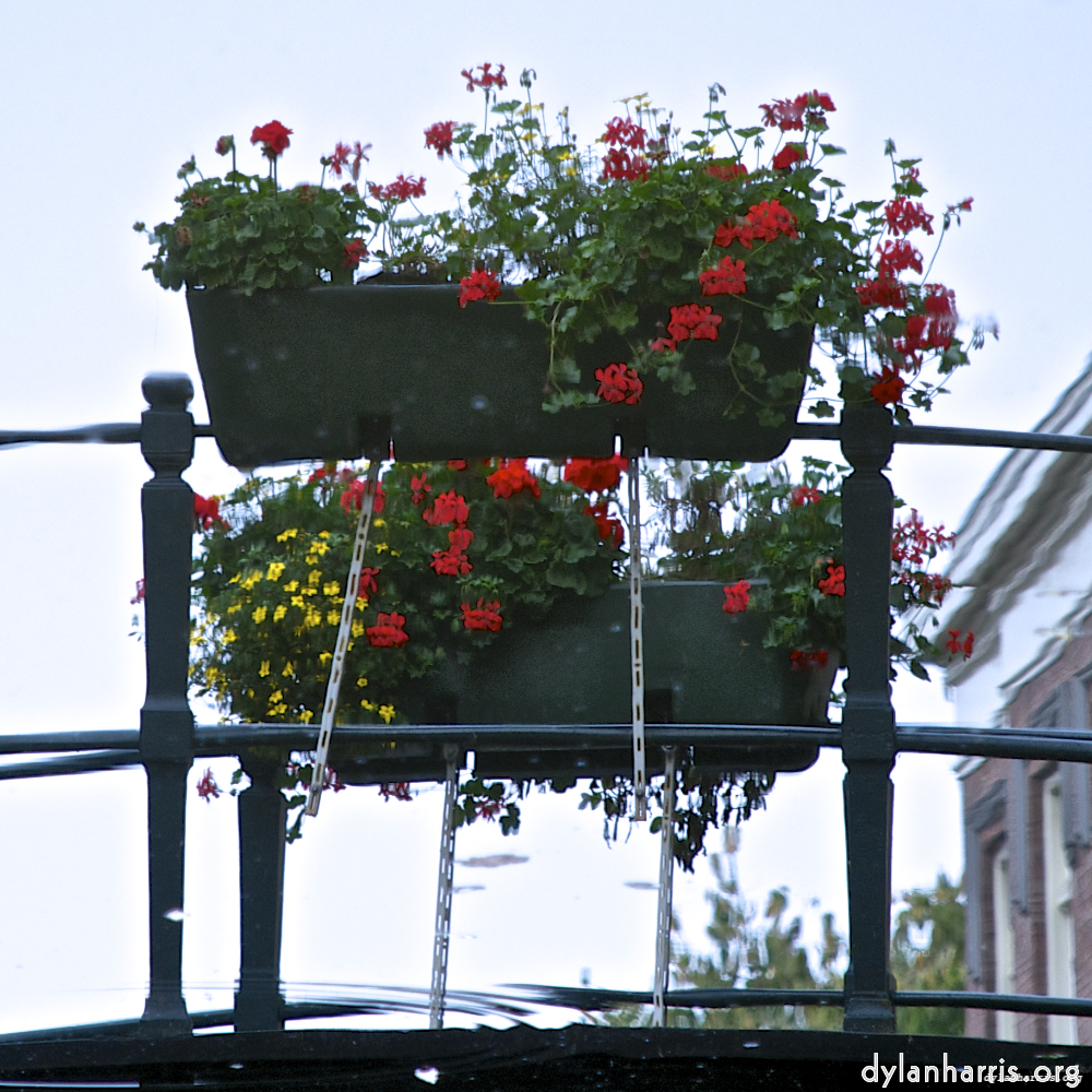 Image 'gouda (vii) 1'.