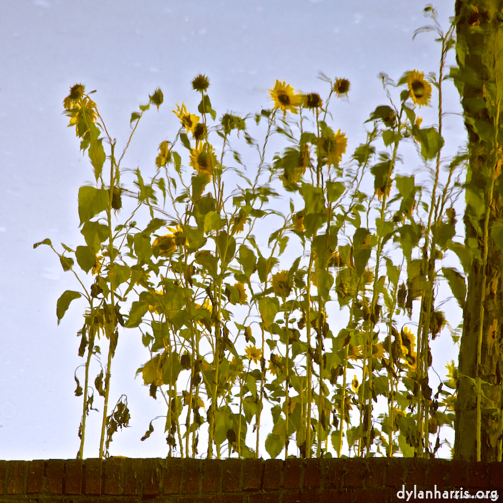 Image 'gouda (vii) 2'.