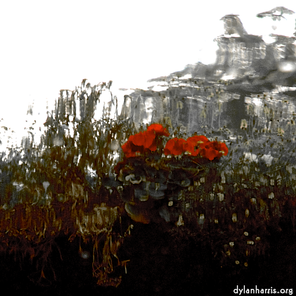 Image: Image 'gouda (vii) 4'.