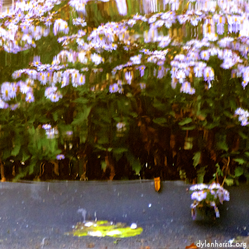 Image 'gouda (vii) 5'.