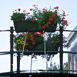 First image from the photoset 'gouda (vii)'.