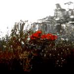 Fourth image from the photoset 'gouda (vii)'.