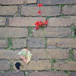 Sixth image from the photoset 'gouda (vii)'.