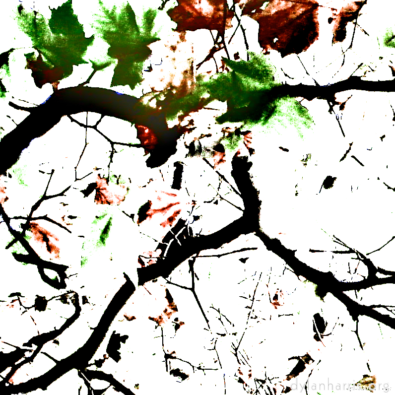 Image: Image 'leaf (iv) 1'.