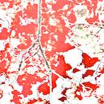 Image: Second image from the photoset 'leaf (iv)'.