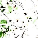 Image: Fourth image from the photoset 'leaf (iv)'.