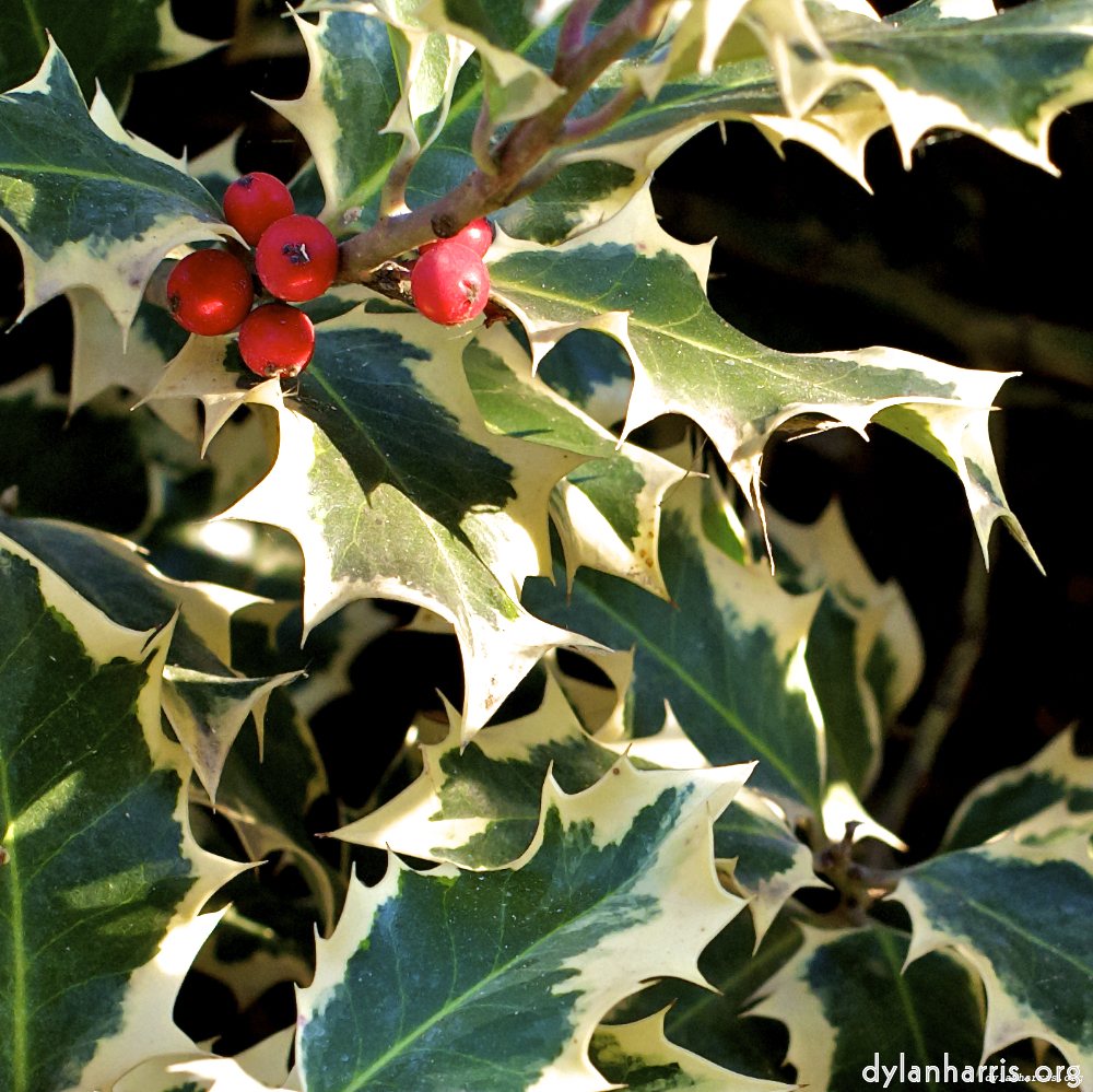 Image 'parc (vii) 9'.