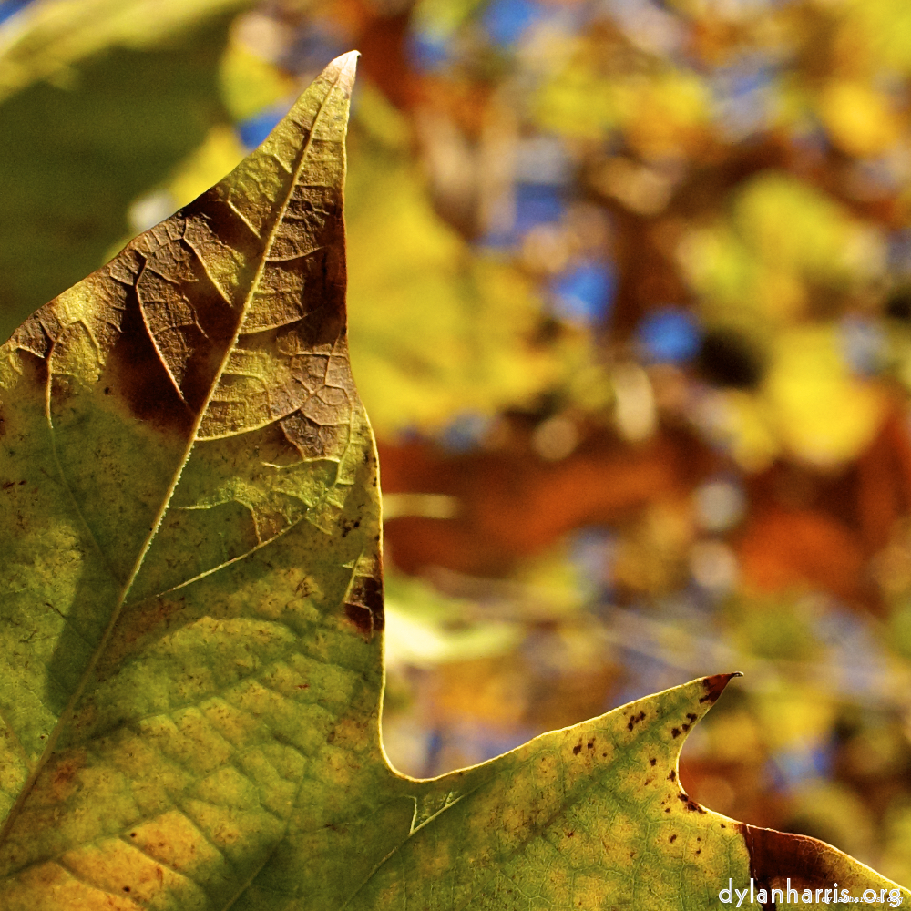 Image 'parc (vii) 5'.