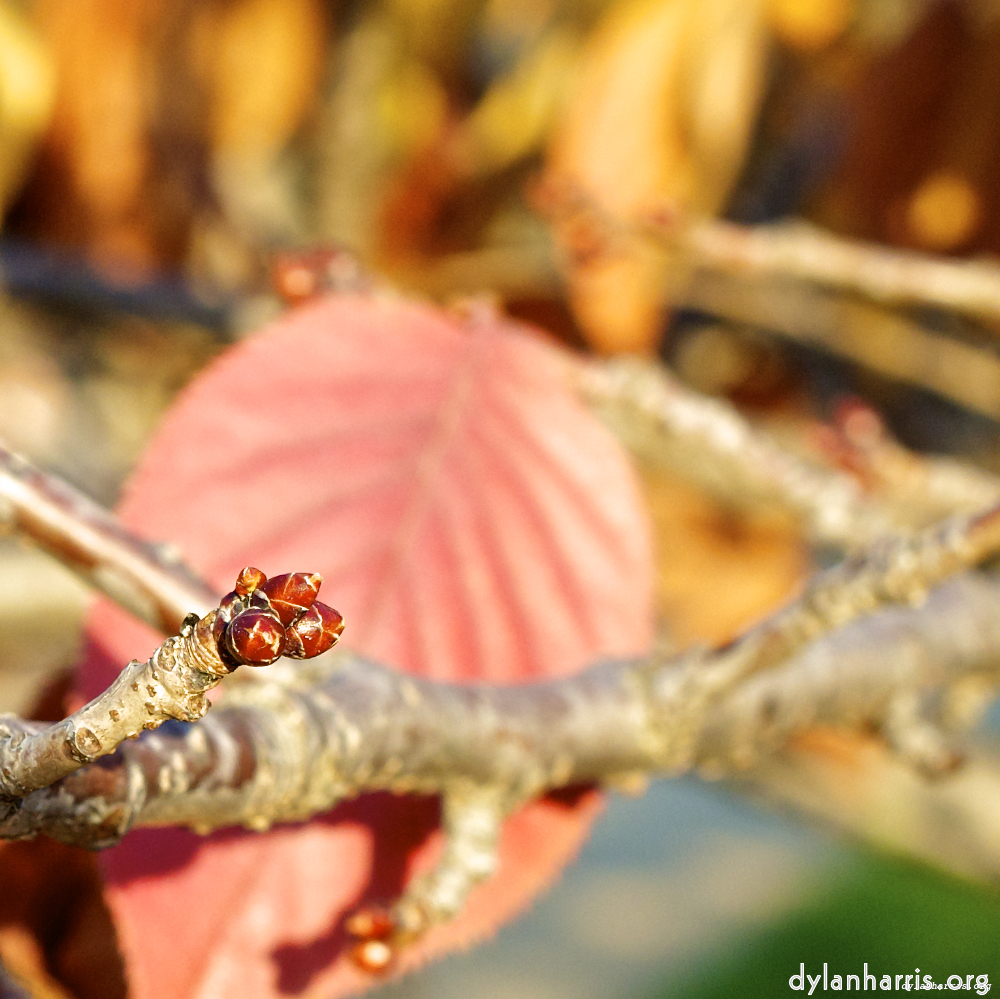 Image: Image 'parc (vii) 6'.