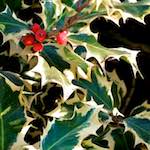 Sixth image from the photoset 'parc (vii)'.