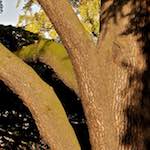 Eighth image from the photoset 'parc (vii)'.