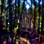 image: Image from the photoset &lsquo;wood (xxxiv)&rsquo;.