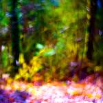 image: Image from the photoset &lsquo;wood (xxxiv)&rsquo;.