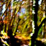 image: Image from the photoset &lsquo;wood (xxxiv)&rsquo;.