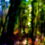 image: Image from the photoset &lsquo;wood (xxxiv)&rsquo;.