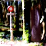 image: Image from the photoset &lsquo;wood (xxxv)&rsquo;.