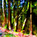 image: Image from the photoset &lsquo;wood (xxxv)&rsquo;.