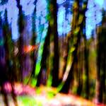 image: Image from the photoset &lsquo;wood (xxxv)&rsquo;.