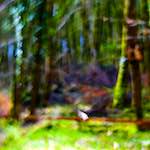 image: Image from the photoset &lsquo;wood (xxxv)&rsquo;.