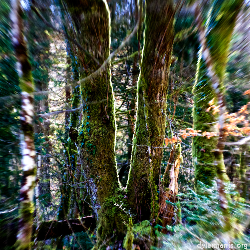 image: This is &lsquo;wood (xxxvi) 5&rsquo;.