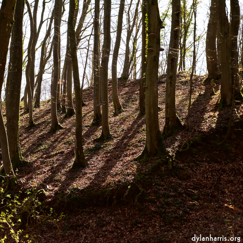 image: This is &lsquo;wood (xxxvi) 7&rsquo;.