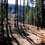 image: Image from the photoset &lsquo;wood (xxxvi)&rsquo;.