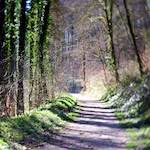 image: Image from the photoset &lsquo;wood (xxxvi)&rsquo;.