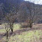 image: Image from the photoset &lsquo;wood (xxxvi)&rsquo;.