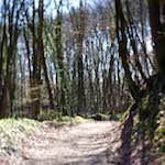 image: Image from the photoset &lsquo;wood (xxxvi)&rsquo;.