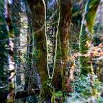 image: Image from the photoset &lsquo;wood (xxxvi)&rsquo;.