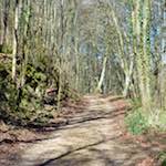 image: Image from the photoset &lsquo;wood (xxxvii)&rsquo;.