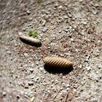 image: Image from the photoset &lsquo;wood (xxxvii)&rsquo;.